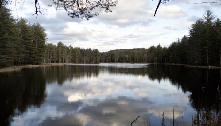 Beaver pond surrounded by trees as seen from a trail in the Grater Woods in New Hampshire