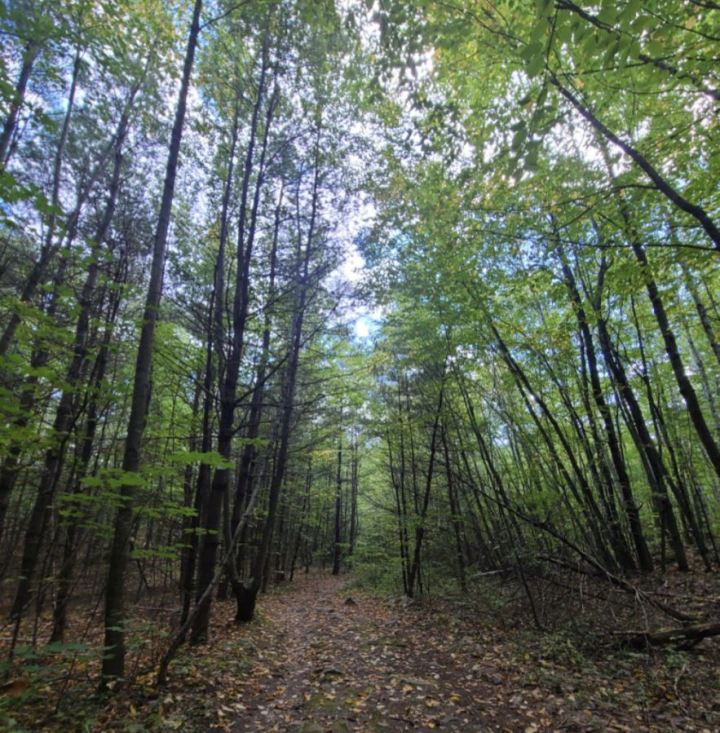 Tree-lined path leading through the Horse Hill Nature Preserve in New Hampshire