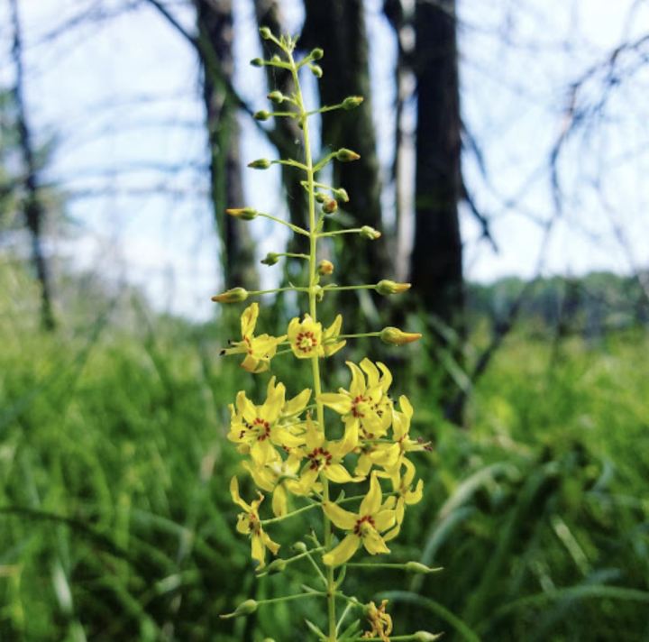 Yellow flower in focus against a woods background as seen from a nature trail in New Hampshire