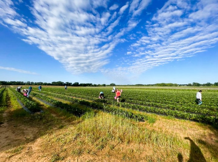 Mississippi flower farms