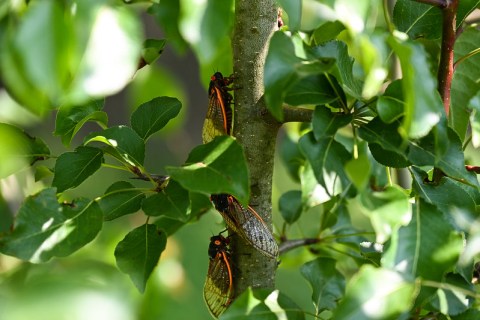 Beware Of Brood X Cicadas Coming To Indiana This Year… Again