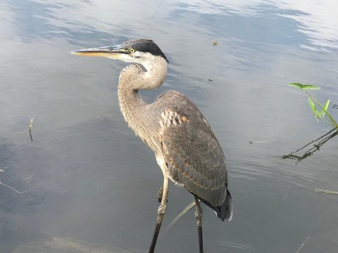 Marvel At Indiana's Most Beautiful Protected Species At The Coffee Creek Watershed Preserve