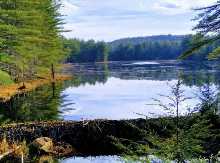 Beaver pond as seen from the Maple Trail in New Hampshire