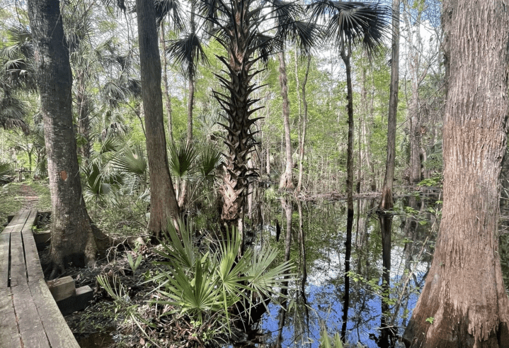 Rice Creek Levee Trail