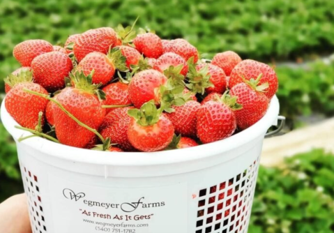 A Colorful U-Pick Berry Farm, Wegmeyer Farms In Virginia Is Like Something From A Dream