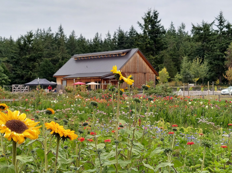 A Colorful U-Pick Flower Farm, Wilderbee Farm In Washington Is Like Something From A Dream