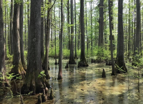 There's Nothing More Baffling Than The Origin Of Cache River Natural Area In Illinois