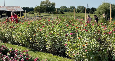 A Colorful U-Pick Flower Farm, Willow Flower Farm In Iowa Is Like Something From A Dream