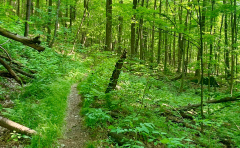 With Wildflowers And A Lake, The Little-Known Abbey Pond Trail In Vermont Is Unexpectedly Magical