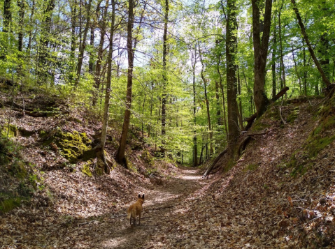 5 Natural Wonders Unique To The Magnolia State That Should Be On Everyone's Mississippi Bucket List