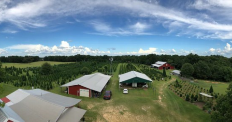 This Airbnb On A Christmas Tree Farm In Mississippi Is One Of The Coolest Places To Spend The Night