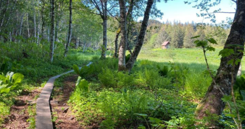 With Stream Crossings and Footbridges, The Little-Known Point Bridget Trail In Alaska Is Unexpectedly Magical