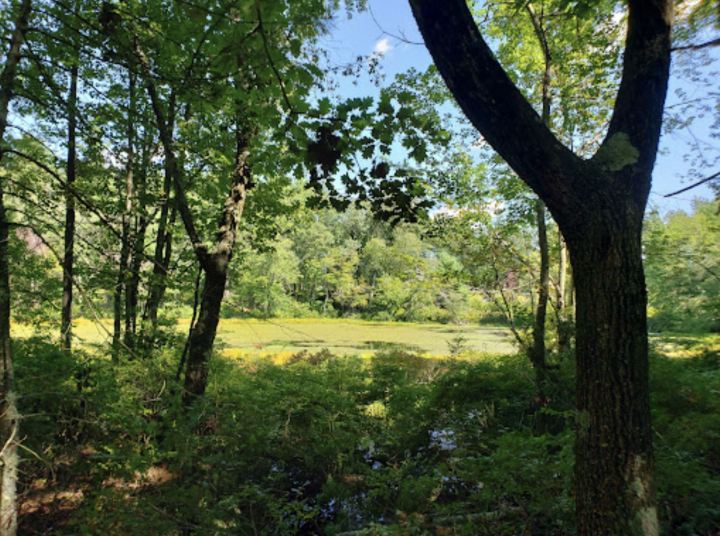 View through deciduous trees from a nature trail at the Wildcat Conservation Area