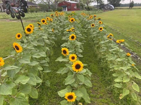 A Colorful U-Pick Flower Farm, Blue Moon Farm, In Alabama Is Like Something From A Dream