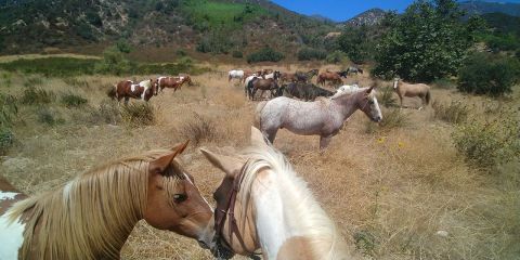 Play With Llamas and Ponies At Lakewood Equestrian Center, Then Explore El Dorado Nature Center In Southern California