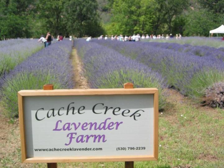 northern california lavender festival