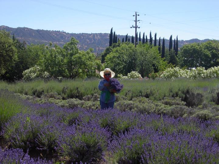 northern california lavender festival