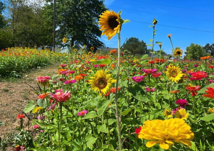 Flower Farm In Arkansas