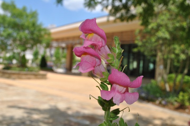 The Art Garden in Jackson