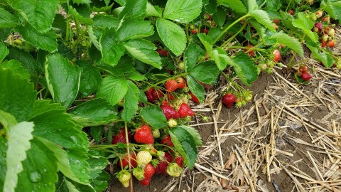 Take The Whole Family On A Day Trip To This Pick-Your-Own Strawberry Farm In Connecticut