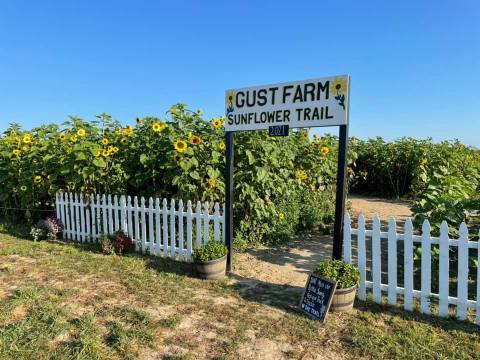 Gust Flower And Produce Farm Has A 5-Acre Sunflower Trail In Michigan That’s Just As Magnificent As It Sounds