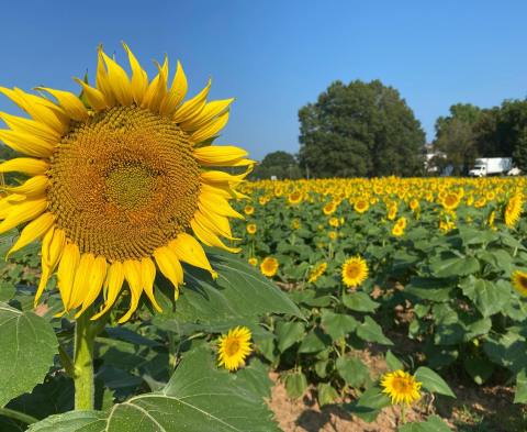 Get Lost In This Beautiful U-Pick Sunflower Field In South Carolina