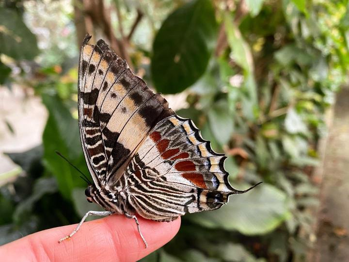 butterfly garden massachusetts