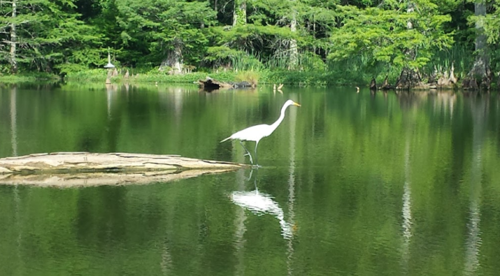 Leroy Percy State Park