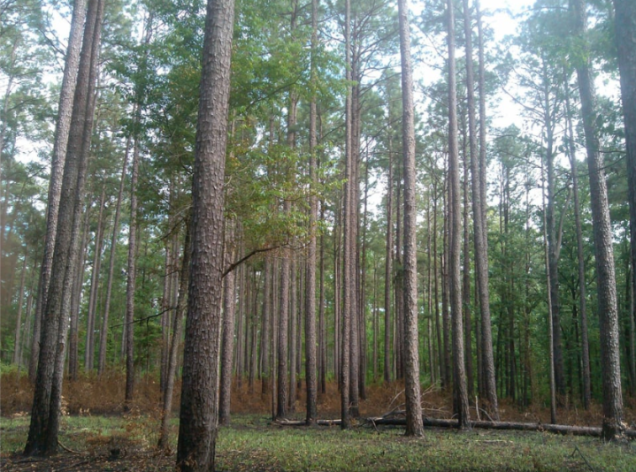 Marathon Lake Campground