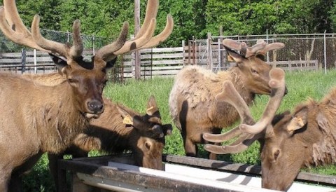 One Of The Largest Elk Farms In The U.S. Is In Iowa, And It's Magical