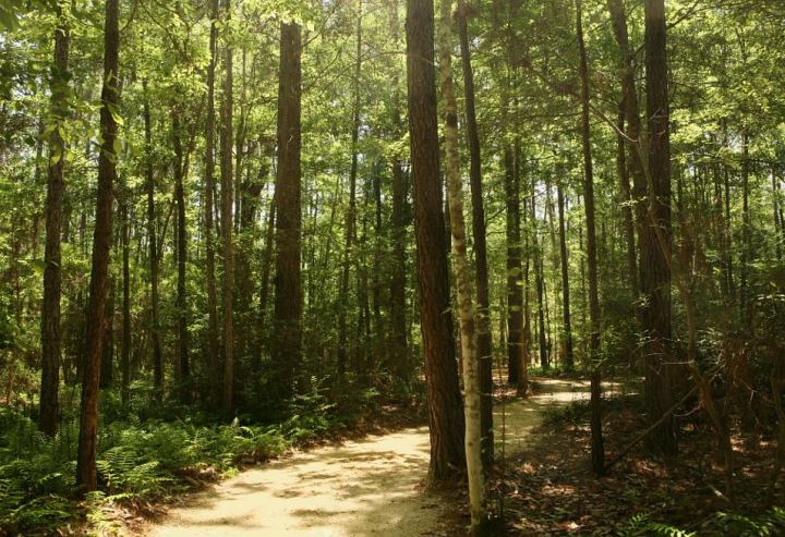 A dirt path leads through sunny, hardwood trees at the Woodland exhibit at the Crosby Arboretum