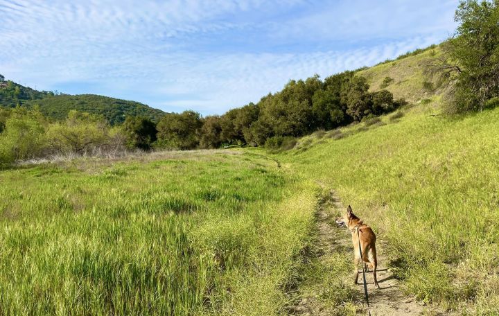 Dog Hiking