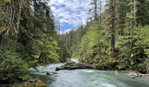 Cross A Paved Bridge Into Absolute Paradise On The Staircase Rapids Loop In Washington's Olympic National Park