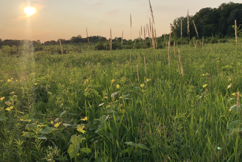 After Exploring The Blackberry Maples Prairie Hill Loop Trail, Get Feed For Birds At Johnsen's Farm & Country Store In Illinois