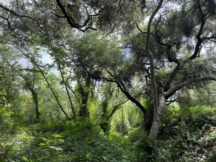 Very Green Plants and Trees