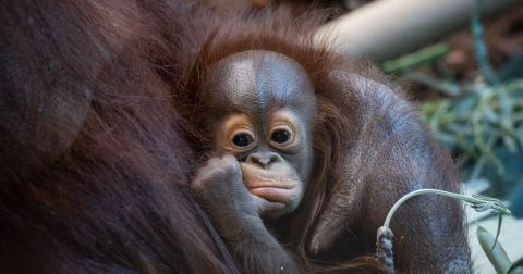 One Of The Largest Zoos In The U.S. Is In Ohio, And It's Magical