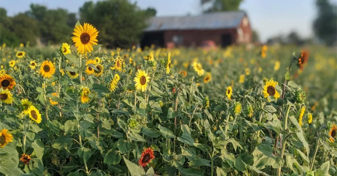 This U-Pick Sunflower Farm In Colorado Also Has Some Of The Best Honey You Have Ever Tasted