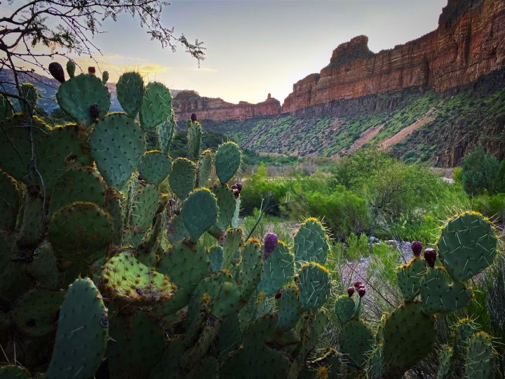 Enchanted Scenery: Cacti