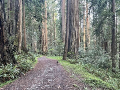 With Massive Redwood Trees, The Little-Known Cal Barrel Road In Northern California Is Unexpectedly Magical