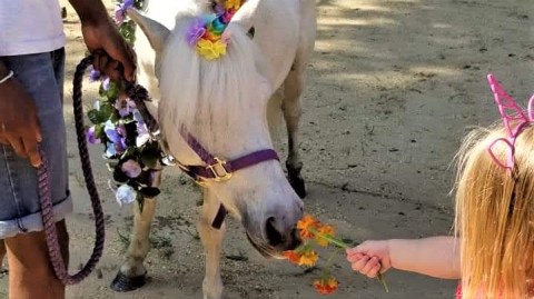 There Is Such A Thing As A Unicorn Festival In Maryland And It Is As Magical As It Sounds