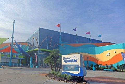 Play With Penguins At Ripley’s Aquarium of Myrtle Beach, Then Explore The Shark Tank In South Carolina