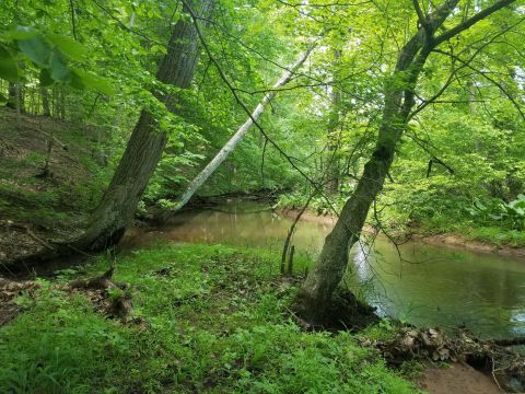 An Easy But Gorgeous Hike, Old Forge Trail, Leads To A Little-Known Creek In New Jersey