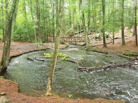 Take A Trail Through The Woods Of Mowry Conservation Area In Rhode Island