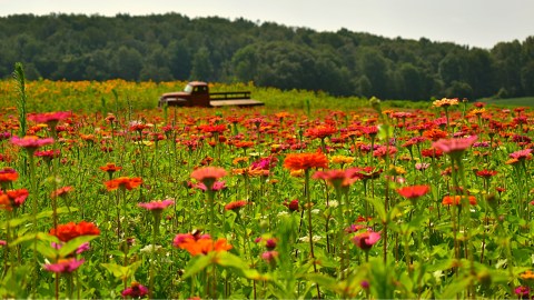 The Port Farms Flower Festival Is The Perfect Way To Say Goodbye To Summer