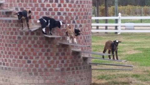 The Tallest Goat Tower In The World Is Right Here In Virginia At Hampton Roads Winery