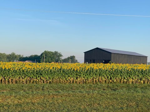 Frolic In Fields Of Golden Sunflowers At This Stunning Farm In Central Kentucky