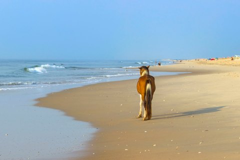 Visit Assateague Island In Virginia, A Hidden Gem Beach With Abundant Wildlife