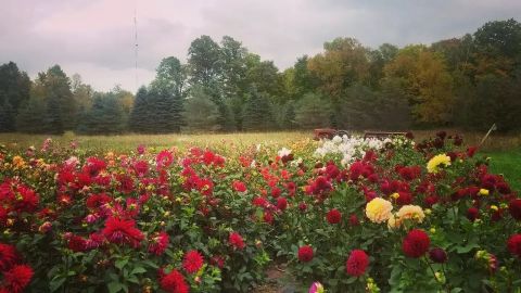 Pick Your Own Flowers At This Charming Farm Hiding In Wisconsin