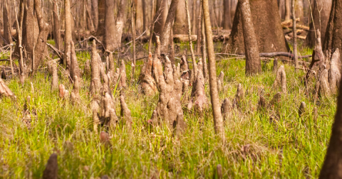 One Of America's Least-Visited National Parks Is Here In South Carolina, And You Might Have It All To Yourself