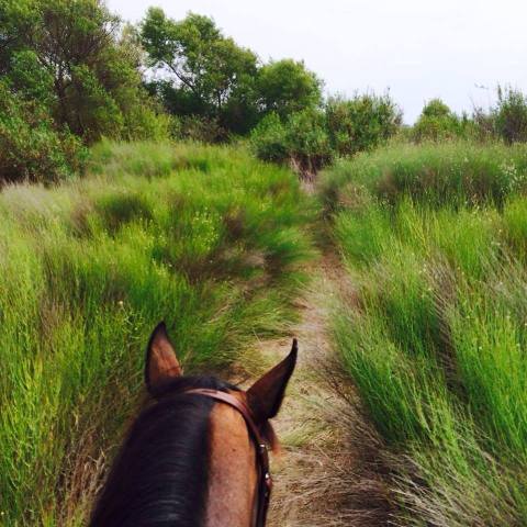 Visit The Tijuana River Valley By Horseback On This Unique Tour In Southern California